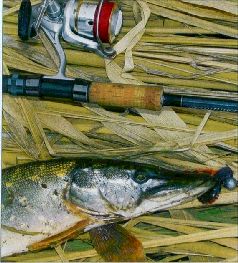 За щукой по малым водоёмам - pic_14.jpg