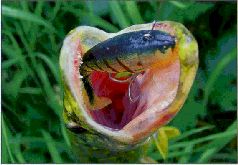 За щукой по малым водоёмам - pic_18.jpg