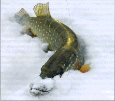 За щукой по малым водоёмам - pic_74.jpg