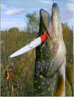 За щукой по малым водоёмам - pic_109.jpg