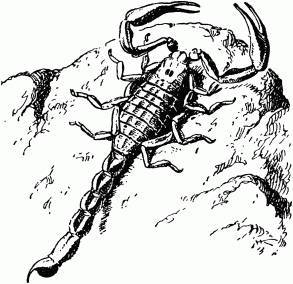 Жизнь насекомых. Рассказы энтомолога - _507.jpg