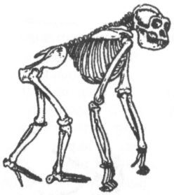 Человек в лабиринте эволюции - pic_16.jpg