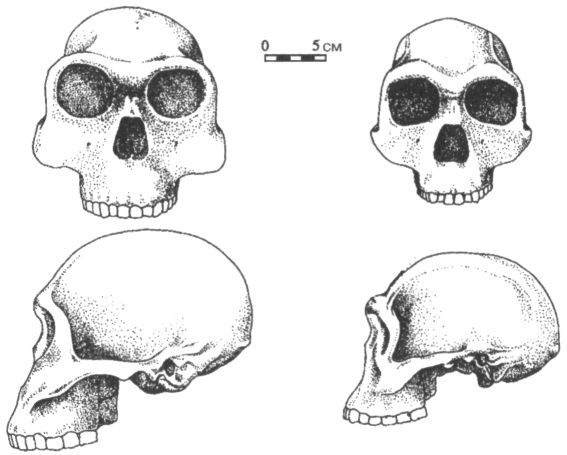 Человек в лабиринте эволюции - pic_18.jpg