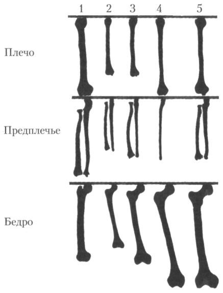 Человек в лабиринте эволюции - pic_20.jpg