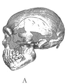 Человек в лабиринте эволюции - pic_32.1.jpg