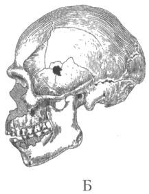 Человек в лабиринте эволюции - pic_32.2.jpg