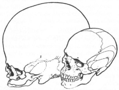 Человек в лабиринте эволюции - pic_38.jpg