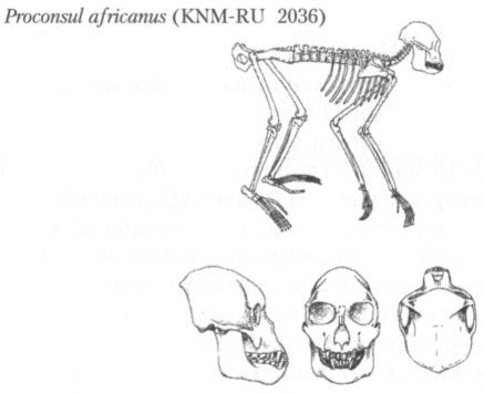 Человек в лабиринте эволюции - pic_7.jpg