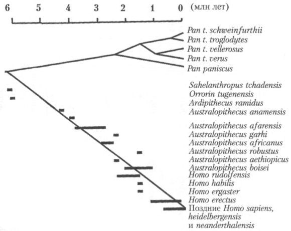 Человек в лабиринте эволюции - pic_9.jpg