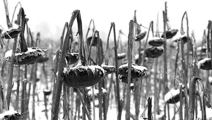 Обратная сторона войны - _77.jpg