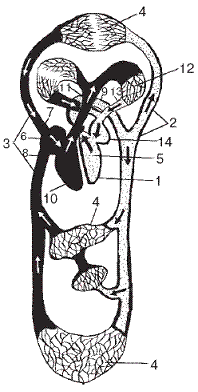 Массаж при гипертонии и гипотонии - pic_1.png