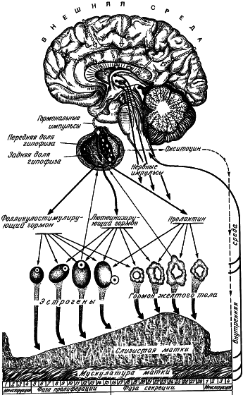 Гимнастика для женщин - i_002.png