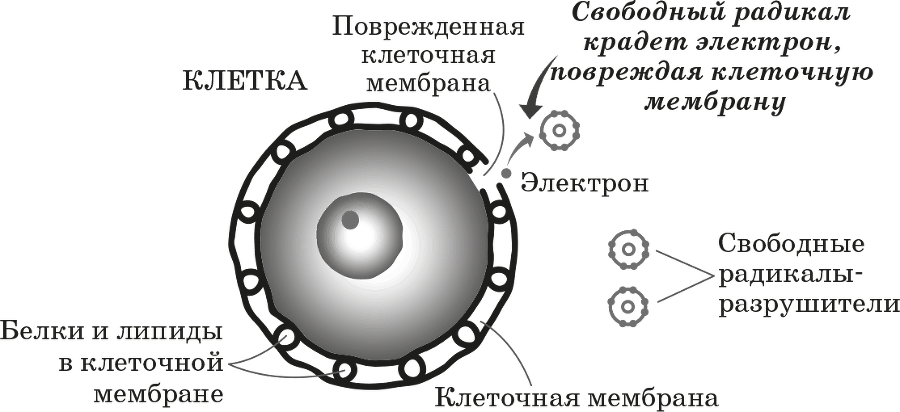 Как обмануть возраст. Секреты молодости и красоты от лучшего пластического хирурга Америки - i_003.png