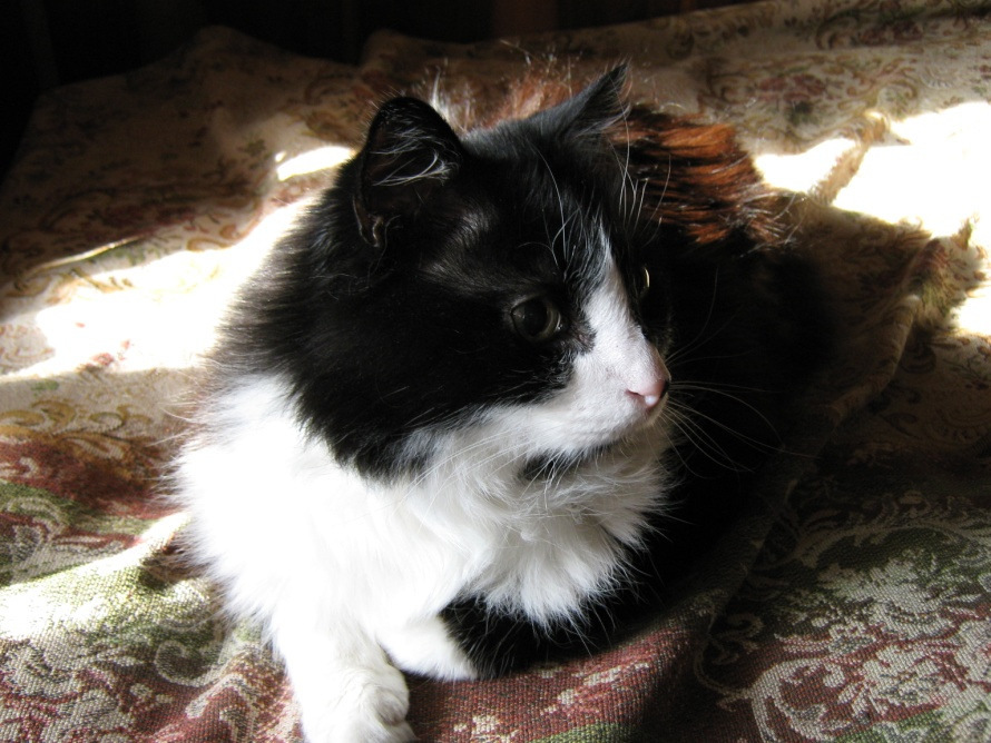 Колокол души одинокого