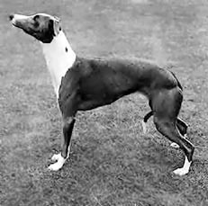 Кормление собак - im03.jpg