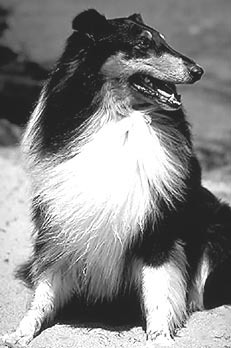 Кормление собак - im05.jpg