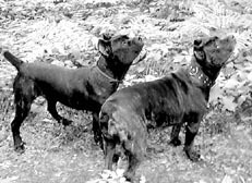 Кормление собак - im06.jpg