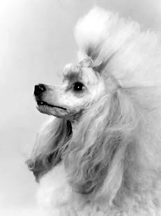 Кормление собак - im07.jpg