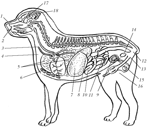 Ротвейлеры - _06.png