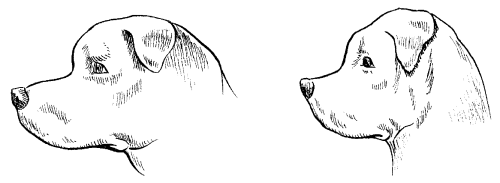 Ротвейлеры - _10.png