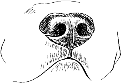 Ротвейлеры - _11.png