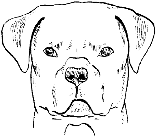 Ротвейлеры - _16.png