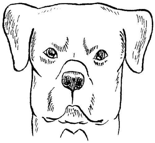 Ротвейлеры - _18.png