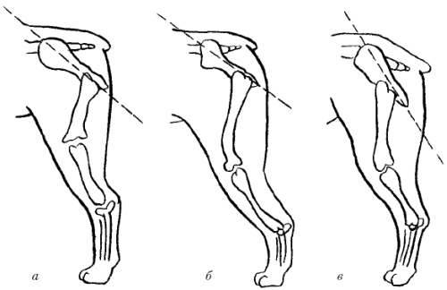 Ротвейлеры - _23.png