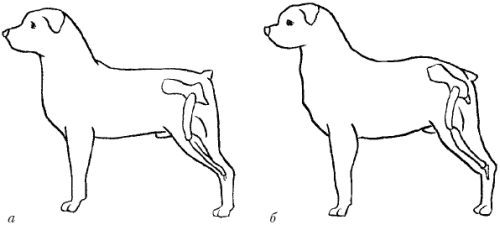 Ротвейлеры - _24.png