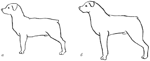 Ротвейлеры - _25.png