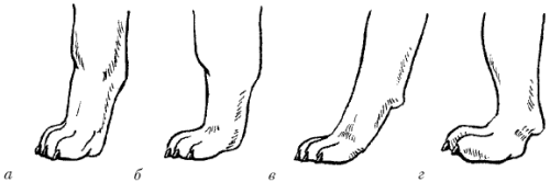 Ротвейлеры - _31.png