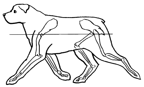 Ротвейлеры - _36.png