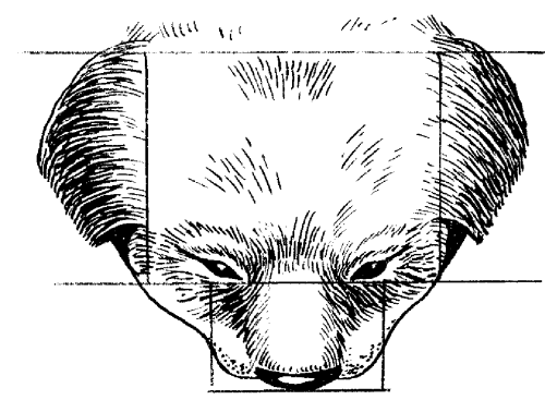 Ротвейлеры - _40.png