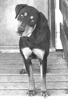 Ротвейлеры - _42.jpg