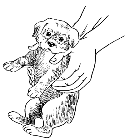 Ротвейлеры - _44.png