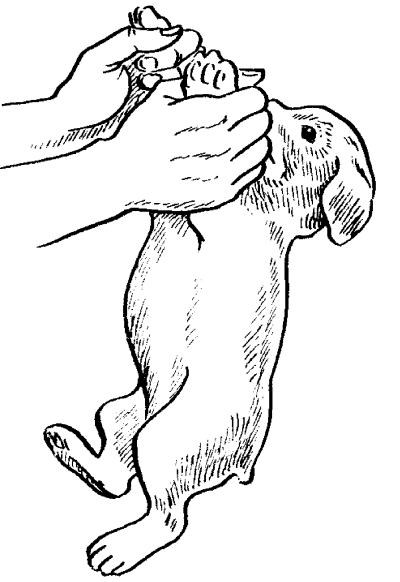 Ротвейлеры - _47.png