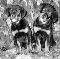 Ротвейлеры - _48.jpg