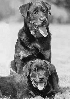 Ротвейлеры - _49.jpg