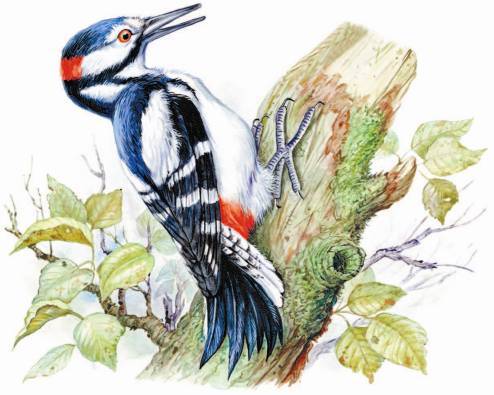 Рассказы о родной природе - _2_15.jpg