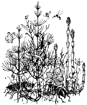 Рассказы прошлого лета - i_002.png