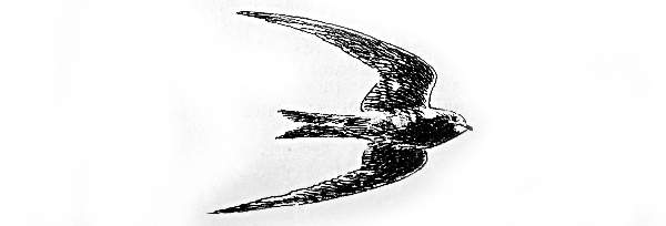 Сказки, найденные в траве - IMG_1868_.jpg