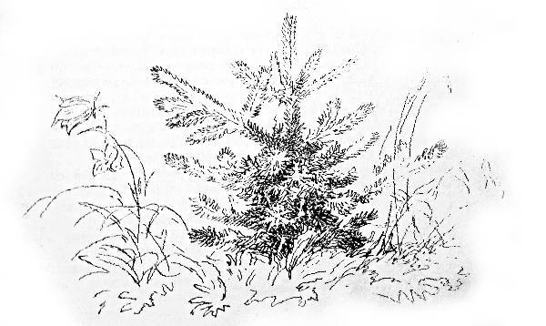 Сказки, найденные в траве - IMG_1893_.jpg