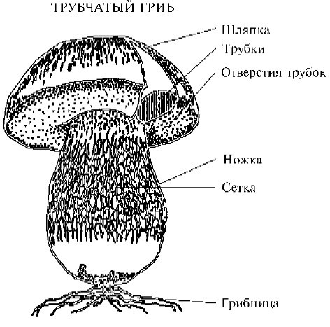 Справочник грибника - i_001.jpg