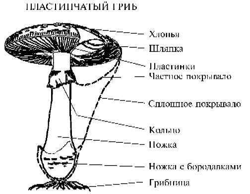 Справочник грибника - i_002.jpg