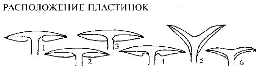 Справочник грибника - i_005.jpg