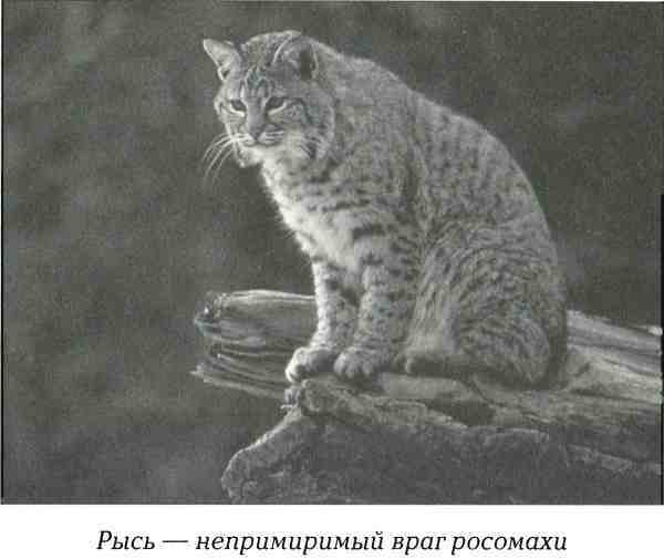 Русская Америка - i_047.jpg