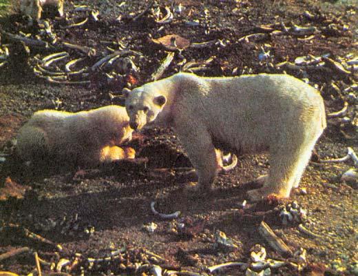 Вокруг Света 1993 №06 - TAG_img_cmn_2006_11_08_007_jpg826104