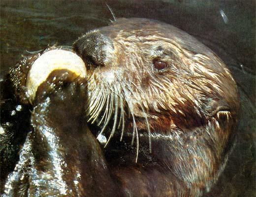 Вокруг Света 1993 №06 - TAG_img_cmn_2006_11_08_011_jpg452407