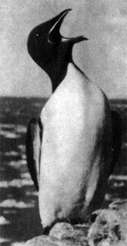 Журнал «Вокруг Света» №01 за 1979 год - TAG_img_cmn_2007_09_28_038_jpg248865