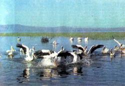 Журнал «Вокруг Света» №01 за 1987 год - TAG_img_cmn_2007_04_08_017_jpg8306